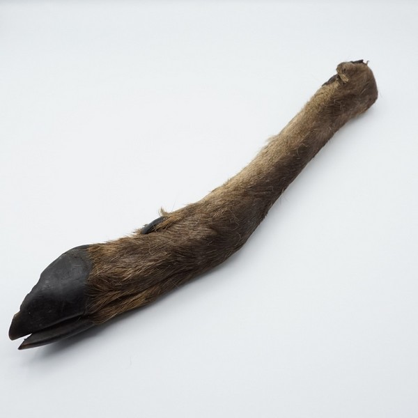 Deer Leg with Hair